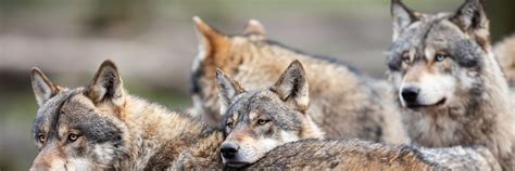 do wolf packs have alphas